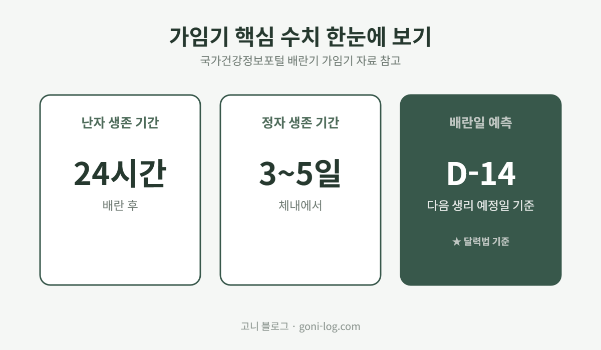 난자 생존 기간 24시간, 정자 생존 기간 3에서 5일, 배란일 예측 다음 생리 예정일 14일 전 비교 그래픽